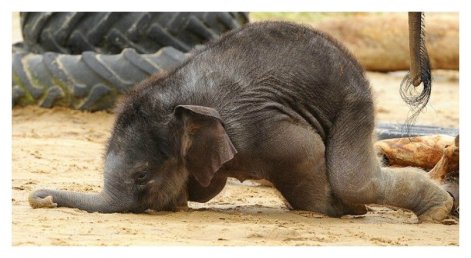 awkward baby elephant