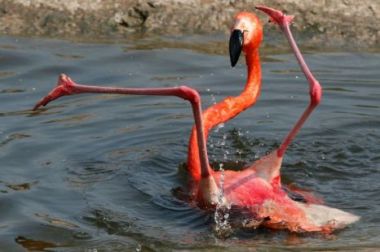 awkward flamingo